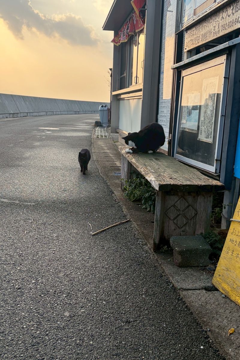 【福岡・相島】朝の相島の港の様子