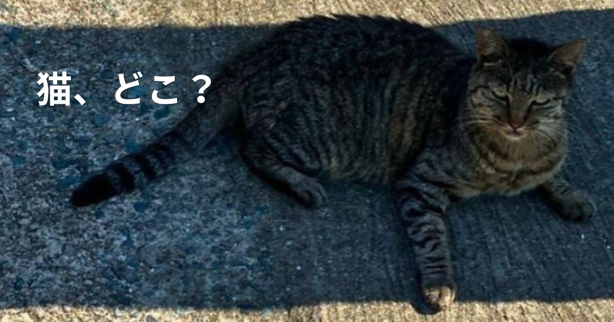 【福岡・相島】日陰の猫　アイキャッチ