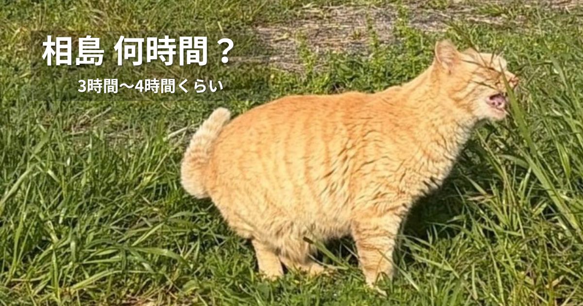 【福岡・相島】草をはむ猫　アイキャッチ用