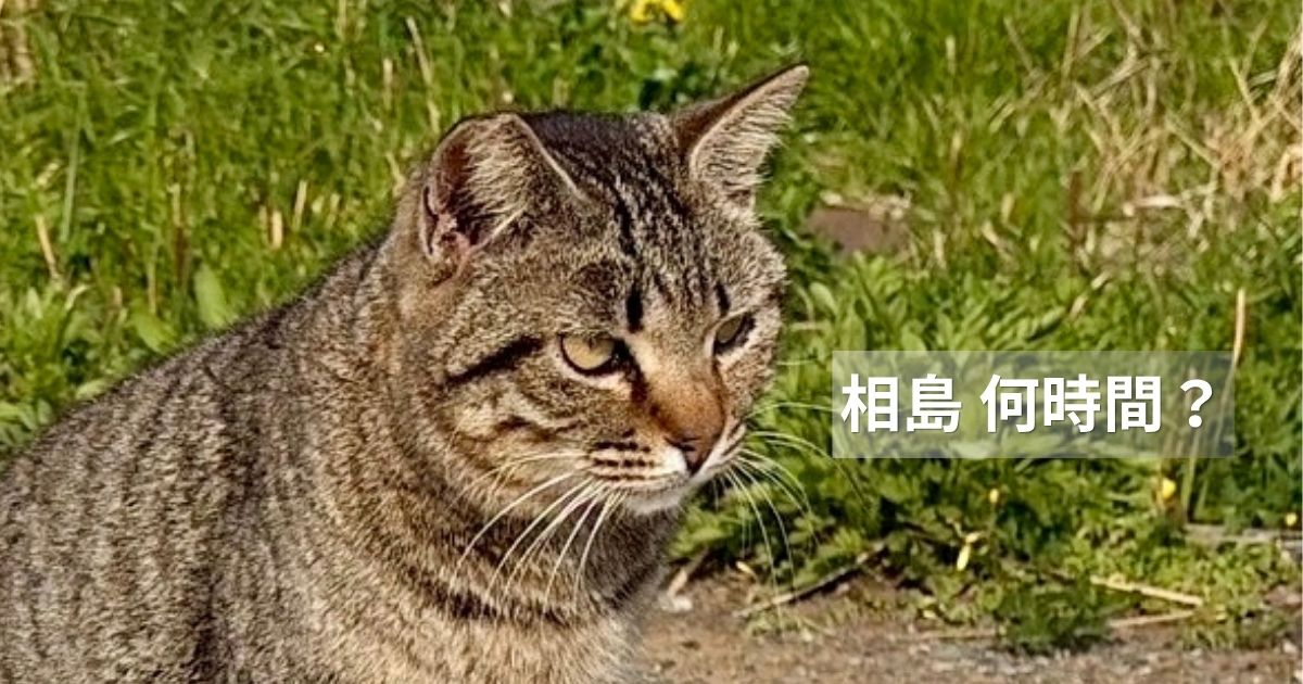 【福岡・相島】港の猫　アイキャッチ用