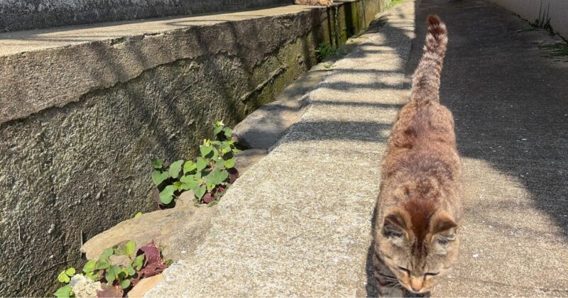 【福岡・相島】撮影しようとしゃがんだらグイグイやってくる猫。2026年5月撮影