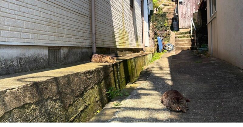 【福岡・相島】路地裏の木陰で眠るネコたち2026年5月撮影