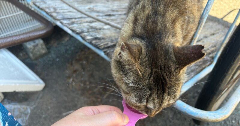 スプーン型おやつをおいしそうに舐める相島の猫。
