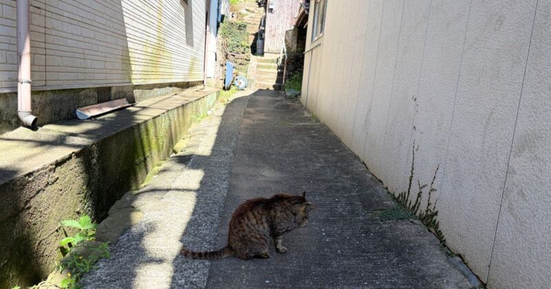 【福岡県　相島（猫島）2026年6月撮影】路地裏の日陰で休む猫
