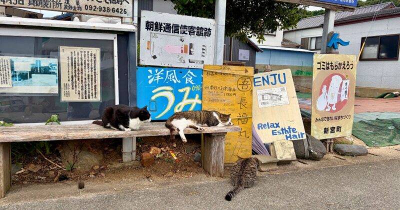 福岡県新宮町相島の港近くのベンチでまったりする3匹の猫　2026年7月撮影