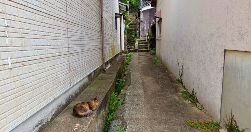 福岡県新宮町相島　風の通り道でまったりする猫　2026年7月撮影