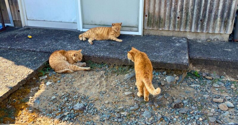 小屋の陰で寝転んでる3匹の茶トラ猫