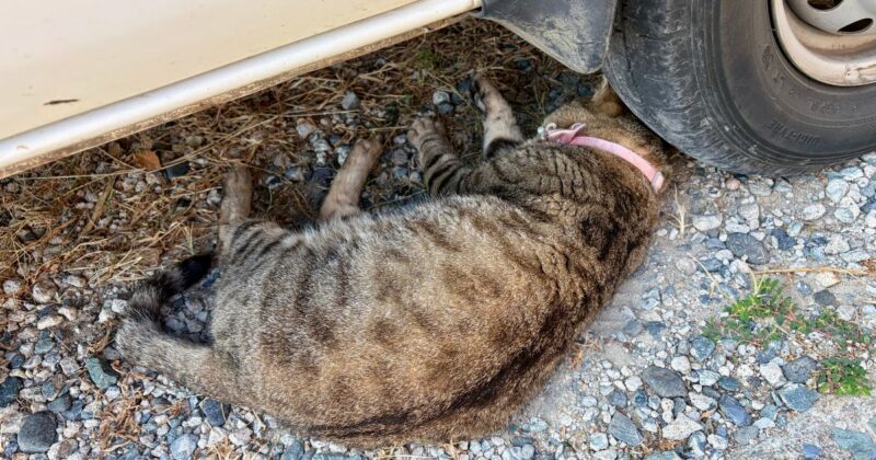 夏の相島で車の下の日陰を見つけて涼んでいるキジトラ猫