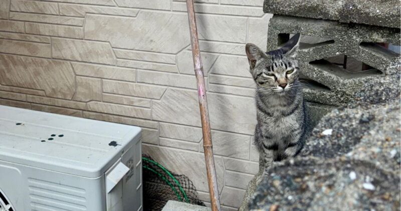 ブロック塀の上のキジ子猫