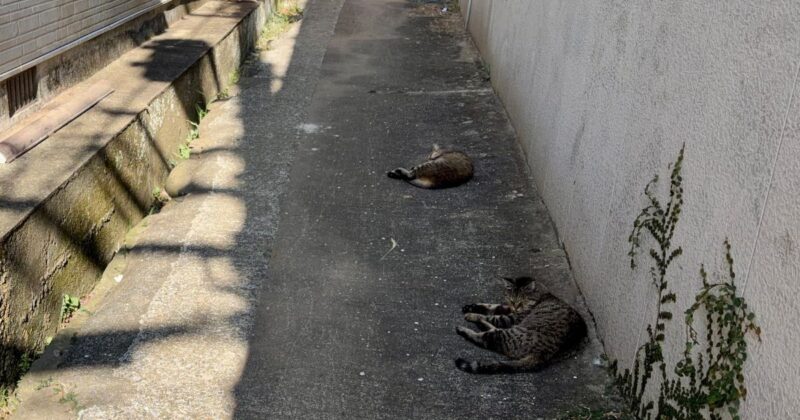 夏の相島で車の下の日陰を見つけて涼んでいるキジトラ猫2匹。