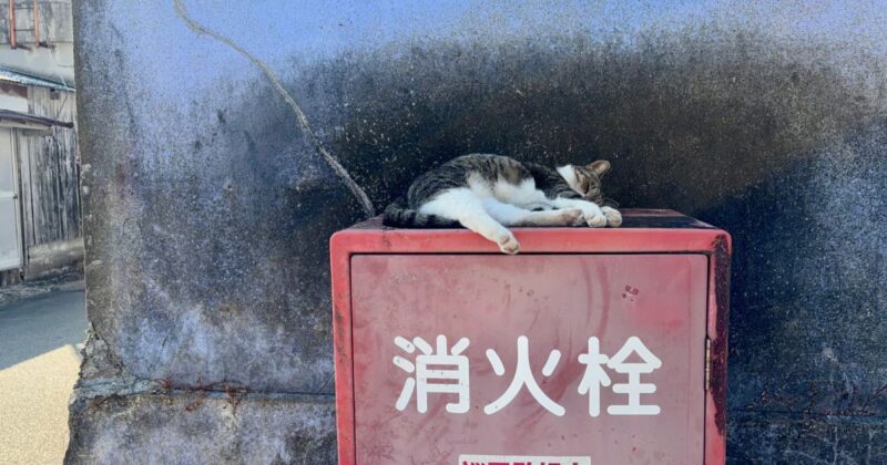 裏手の消火栓の上で寝る猫