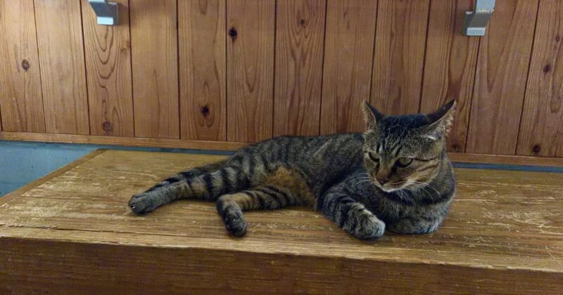 相島待合室の苛立ってる猫