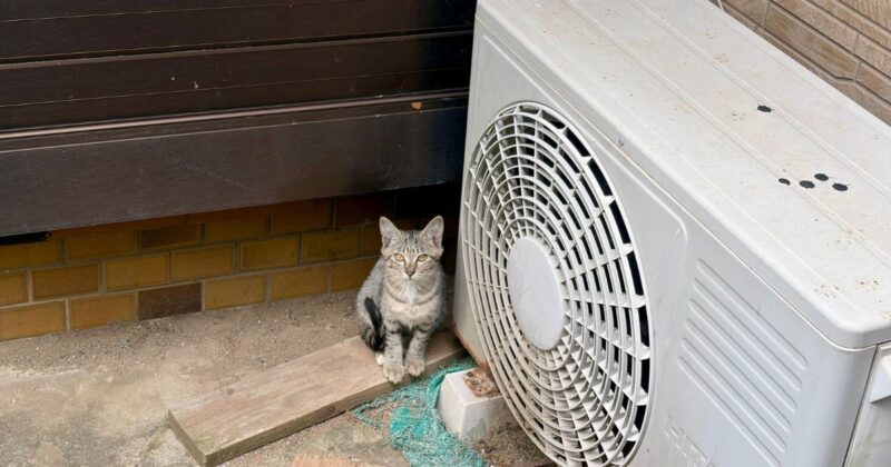 空き家の庭先に住む相島の子猫