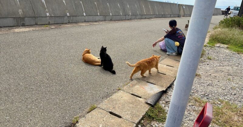 堤防付近で観光客とたわむれる相島の猫