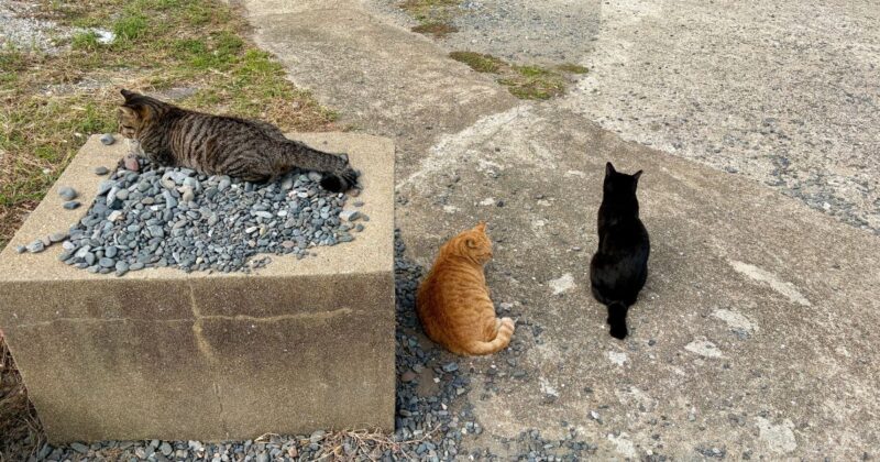 相島の港付近にいつもいる茶トラ、黒猫、キジ猫