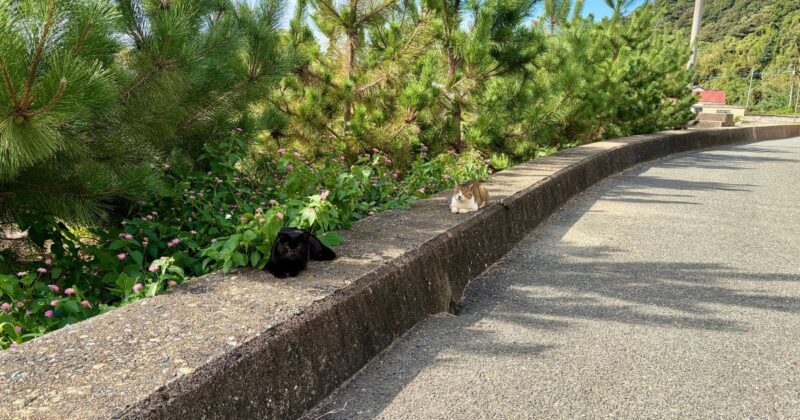 相島の松林で休む猫2匹